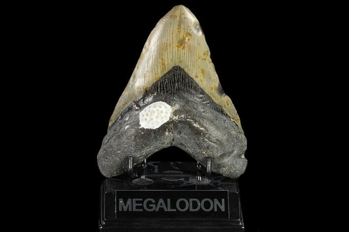 Fossil Megalodon Tooth - North Carolina #119438